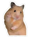 hamster