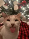 festive cat