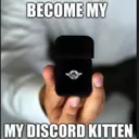 Kitten