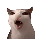 cronchy cat .gg/addiction