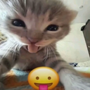ehhhhh cat sleepin