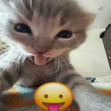 ehhhhh cat sleepin