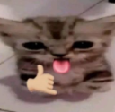tuff cat