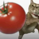 Cat-tomato-throw
