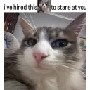 hired this cat to stare