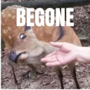 deer_begone