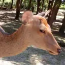 deer_sus