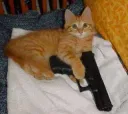 Gun