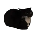 Rotate Cat