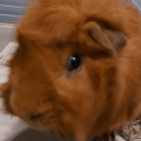 guinea pig sideeye