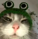frog cat