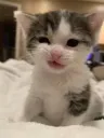 Cute Cat