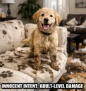 Innocent-Intent, Adult-Damage