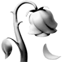 Wilted Rose b&w Inferno