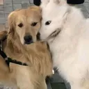 You listen here you dummy