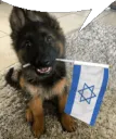 israel dog