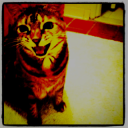 cat in hell azurewrath