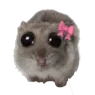 sad hamster
