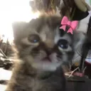 bow kitten