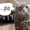 gulp cat