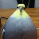 Theobaldthebird