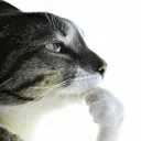 Cat ok