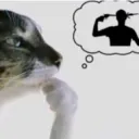 Catookok