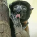 Lemur