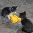 Cats handshaking 
