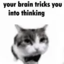 cat thinking