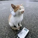 Chill Cat