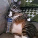 CatVodka /HoneyHuddle