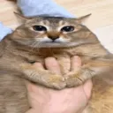 Chonk