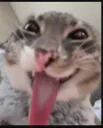 meow