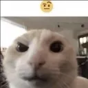 Sus