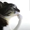 Cat Think 