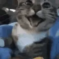happy_cat