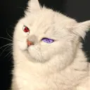 Sharingan_cat