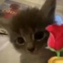 Gato con una rosa