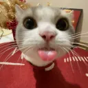 gatinho mostrando a língua 