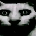 gato suspense