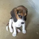 doguinho desconfiado