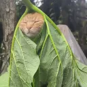 cat in leaf