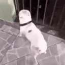 Dog dance