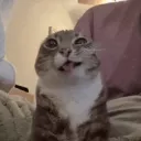 Gatooplus