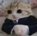 cat suit