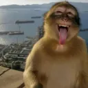 monkey