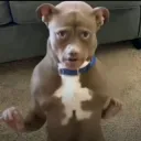 Shocked dog