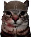 soldier cat