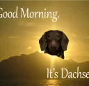 It's Dachsel
